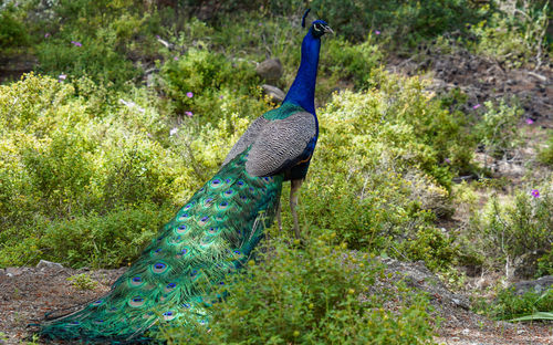 Side view of peacock