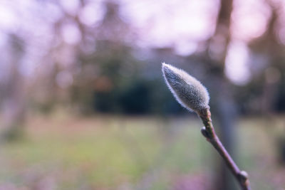 Close-up of fresh plant