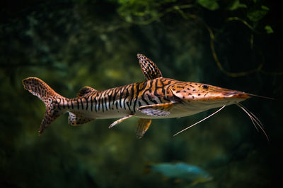 Close-up of catfish swimming in sea