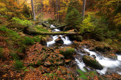 Stream flowing through rocks in forest