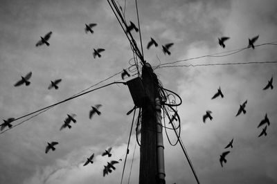 Low angle view of birds flying against sky