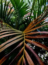 Close-up of palm tree