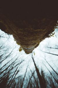 Close-up of tree branches against sky