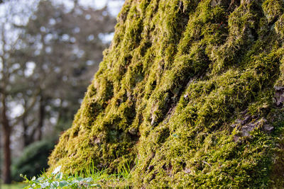 Close-up of moss growing on tree trunk