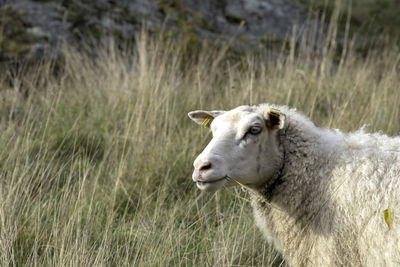 Close-up of a sheep on field