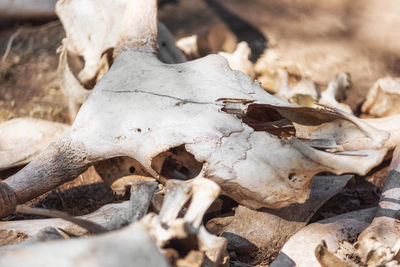 Close-up of animal skull on dry leaves