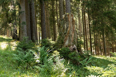 Scenic view of forest