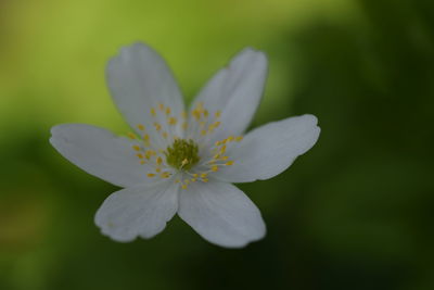 Close-up of white flower blooming outdoors