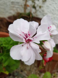 Close-up of white flowering plant