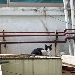 Cat sitting on railing against wall