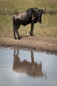 Blue wildebeest stands by reflection in water