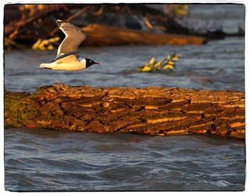 Close-up of bird flying over sea