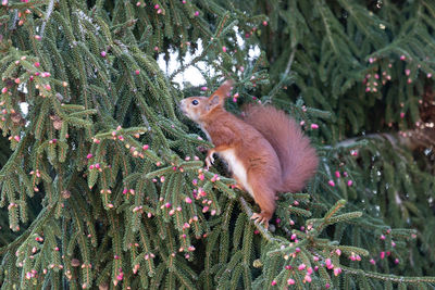 Squirrel in for tree