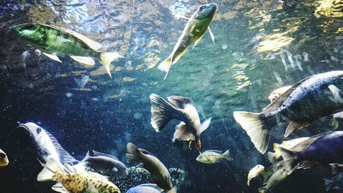 Fishes swimming in sea