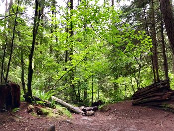 Dirt road amidst trees in forest