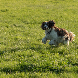 Dog sitting on field