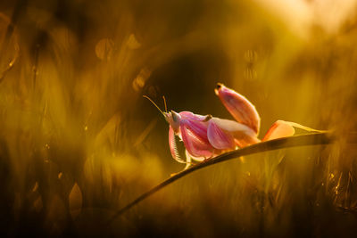 Orchid mantis relaxing on grass blade