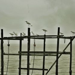 Seagulls perching on wooden post in sea