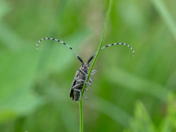 Close-up of insect on plant