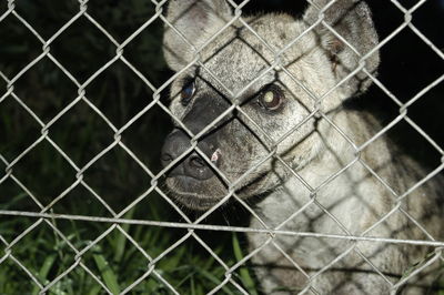 Close-up of chainlink fence in cage at zoo