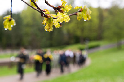 Close-up of flowering plants in park