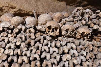 Close-up of human skull in cemetery