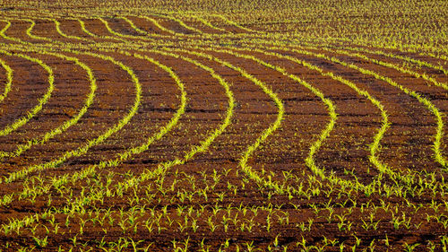 Full frame shot of crop in field