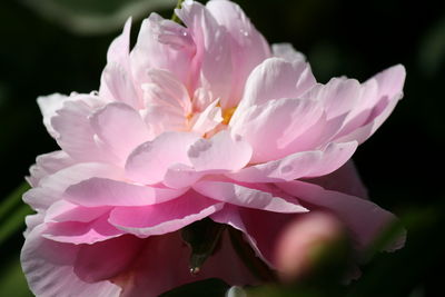 Close-up of pink flowers