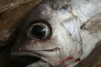 Close-up of fish for sale in market