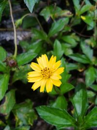 Close-up of yellow flowering plant