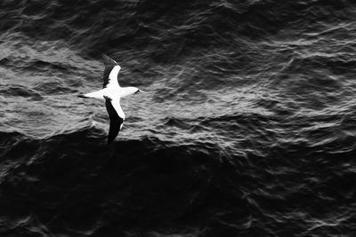 High angle view of swan in sea