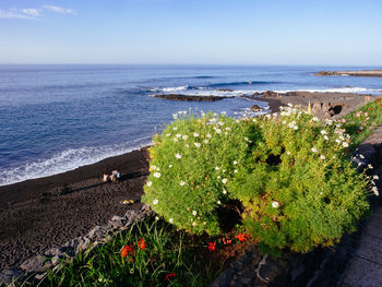 High angle view of flowering plants by sea against sky