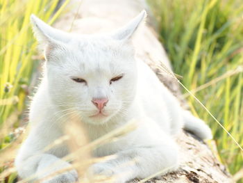 Close-up of a cat on field