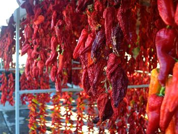 Close-up of red chili peppers for sale at market stall