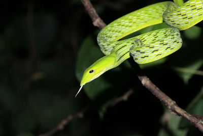 Green snake5