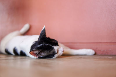 White cat sleeping