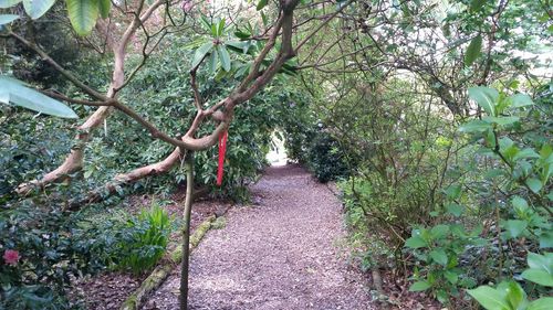 Footpath amidst trees in forest