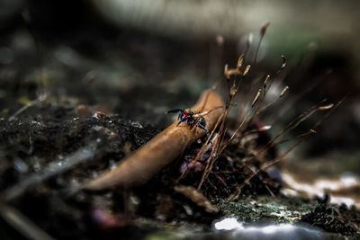 Close-up of insect on water