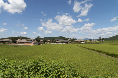 Scenic view of agricultural field against sky