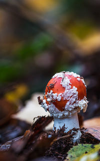 Close-up of mushroom growing in forest during autumn