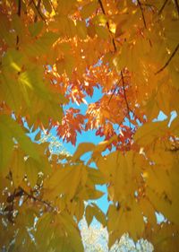 Low angle view of yellow leaves on tree