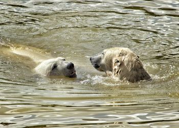 Sheep swimming in water