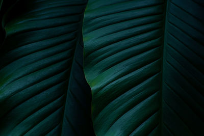 Closeup of green leaves texture background. tropical leaf