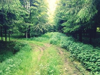 Footpath in forest