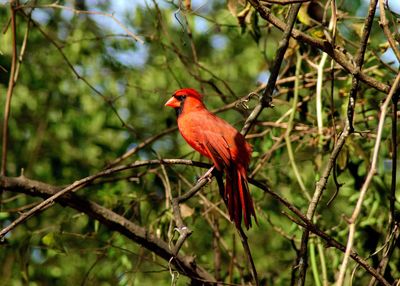 Bird perching on branch