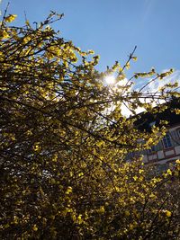 Low angle view of flowering tree and building against sky