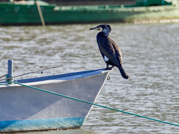 Great cormorant perched on top of a boat, cullera, spain