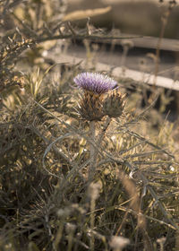 Close-up of dried thistle on field