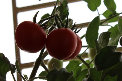 Close-up of tomatoes growing on plant