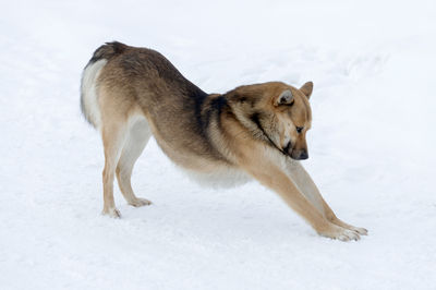 Full length of a dog on snow